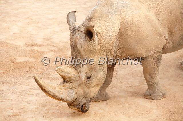 ceratotherium simum.JPG - Rhinocéros blanc du SudCeratotherium simum simumPerissodactyla, RhinocerotidaeBioparc, Valencia, Communauté de Valencia, Espagne